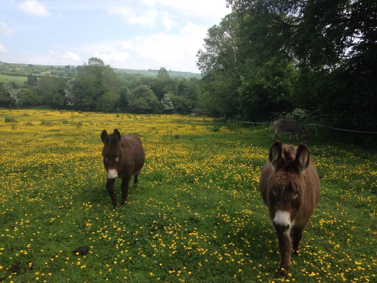 Carrigeen Glamping Kilkenny Exteriér fotografie